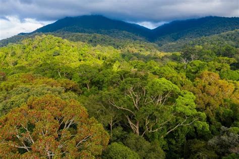 Keanekaragaman Flora dan Fauna di Taman Nasional Gunung Palung