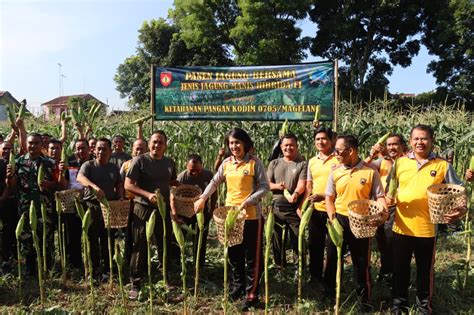 olahraga piket jagung