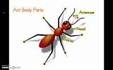 Ant Body Parts Images