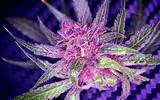 Purple Marijuana Buds Photos