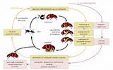 Wasp Life Cycle