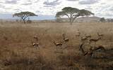 Serengeti National Park Africa Pictures