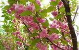 Pictures of Kwanzan Flowering Cherry Tree For Sale
