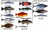 Images of Fish Species In San Diego Bay