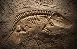 Images of Dinosaur Fossil Pictures