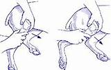 Dog Partial Acl Tear Treatment Images