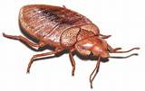 Best Treatment For Bed Bugs Pictures