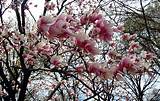 Images of Winter Flowering Cherry Tree