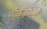 Photos of Barley Algae Control Pond