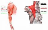 Images of Tricep Muscle Exercises