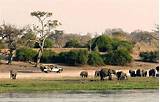 Photos of Safari Chobe National Park