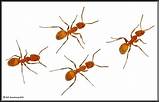 Photos of Identifying Fire Ants