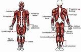 Names Of Muscle Strengthening Exercises