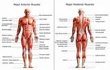 Exercise That Move Each Muscle And Joint Are Called Photos