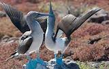 Photos of Galapagos Island Tour Packages