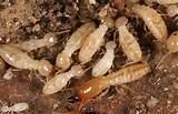 Protect Against Termites
