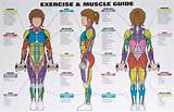 Pictures of Muscle And Exercise Chart