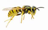 Images of Wasp Exterminator Nj