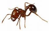 Ant Exterminator Denver Images