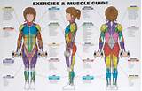 Muscle Exercise Guide Photos
