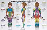 Pictures of Exercise Muscle Chart