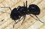 Pictures of Carpenter Ant Bites At Night