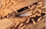 Images of Termite Wood