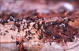 Carpenter Ants Eat Termites Images