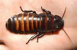 Madagascar Hissing Cockroach Facts Pictures