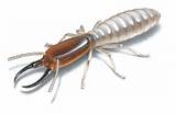 Termite Cockroach