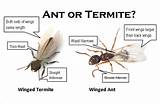 Carpenter Ant Life Cycle Photos