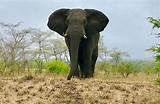 Safari Kruger National Park Images