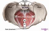 Images of Pelvic Floor Muscles Pain During Pregnancy