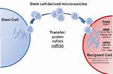 Stem Cell Transfer