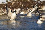 Photos of Canadian Geese Pest Control