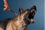 How To Control Dogs Aggressive Behavior Images