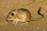 Kangaroo Rat