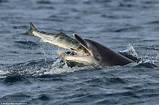 Photos of What Fish Do Bottlenose Dolphins Eat
