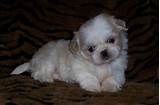Pictures of Maltese Puppies For Sale In Illinois Cheap