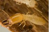 Termite Treatment San Antonio Pictures