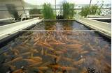 Pictures of How To Start A Commercial Aquaponics Business