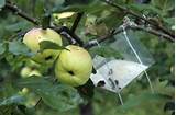 Images of Natural Apple Tree Insect Control