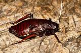 Cockroach Usa