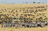 Images of Where Is The Serengeti National Park