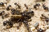Carpenter Ant Reproduction Pictures