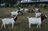 Photos of Raising Goat