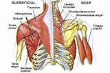 Upper Back Muscle Exercises Pictures