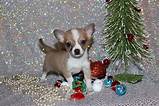 Cheap Teacup Chihuahua Puppies Pictures