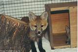Images of Fox Rehabilitation Reviews