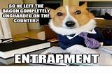 Lawyer Dog Meme